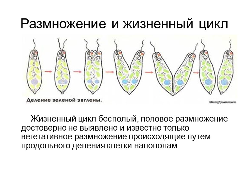 Размножение и жизненный цикл Жизненный цикл бесполый, половое размножение достоверно не выявлено и известно